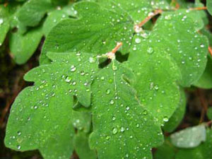 Photo of green leaves